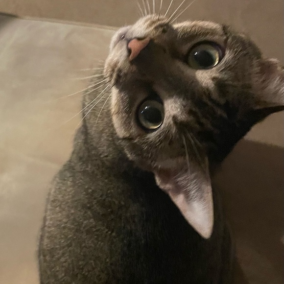 Meet your Posher, skeeter - Picture 1 of 1